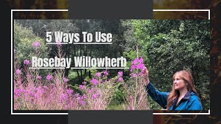 5 Ways To Use Rosebay Willowherb Fireweed  Ancestors Pain Killer  Foraging  Natures Resources [upl. by Nomyaw]