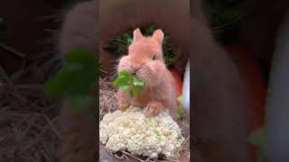 Rabbit loves to eat vegetables🍀🍀🍀 [upl. by Aniz]