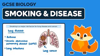 Effects of Smoking on Disease  GCSE Biology [upl. by Sisile]