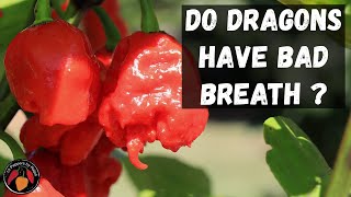 Dragons Breath Pepper Review and Tasting of this Spicy Treat [upl. by Areht278]