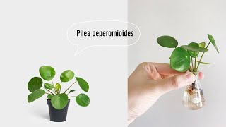 Pilea peperomioides in water [upl. by Edithe525]