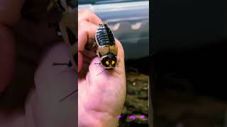 Lucihormetica subcincta Glowspot roach amp nymphs [upl. by Corella]