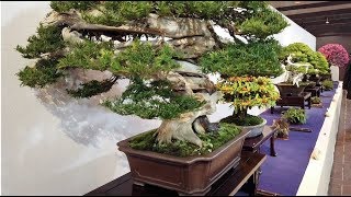 93rd KOKUFU TEN BONSAI EXHIBITION 2019 PART 1 video 12 Tokyo Feb912 [upl. by Aihpledalihp]