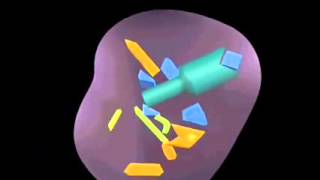 Antigen processing and presentation [upl. by Koralle]