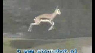 its only natural  springbok [upl. by Atikan]