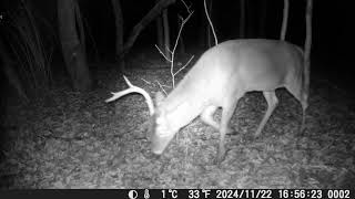 11222024 Eastern white tail Buck on my trail camera [upl. by O'Connor]