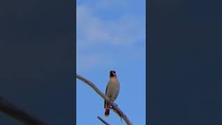 Cedar Waxwing Bird Northern Spring Migration [upl. by Ika]