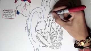 Cardiology  Heart Physiology I Cardiac Myocyte and Membrane Potential [upl. by Acimehs]