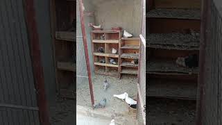 shortvideo kabootar birds pigeon attitude shortvideo [upl. by Ysied]