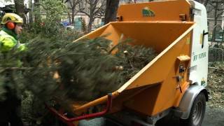 Les sapins de Noël recyclés pour les jardins parisiens [upl. by Polik]