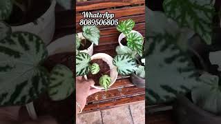 Begonia plants Combo offer begonias plantsforsale [upl. by Alat]