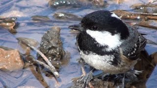 Carbonero garrapinos Periparus ater Coal Tit [upl. by Akeihsat52]