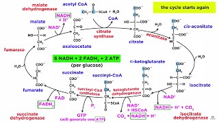 Cellular Respiration Part 2 The Citric Acid Cycle [upl. by Story246]