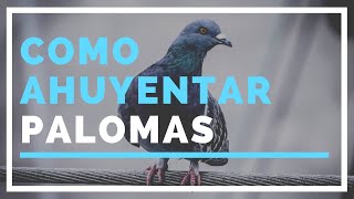 Como AHUYENTAR palomas  MÉTODO Rápido Fácil y Efectivo [upl. by Ydnarb]