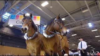 SIA 2017  Les chevaux de trait  Concours de Traction [upl. by Gassman531]