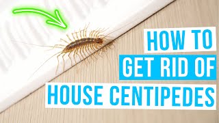 How to GET RID OF HOUSE CENTIPEDES [upl. by Houser451]