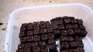 Just Finished Planting My Virginia Gold Tobacco Seeds Using Soil Blocks [upl. by Alba938]