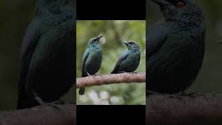 Asian Glossy Starling birds birdsounds birdslover natureandbirdssoundsrelaxingmusic [upl. by Adnawaj]