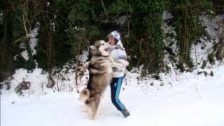 Alaskan Malamute quotBeowulfquot Winter 2010 [upl. by Eneli]