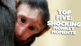 Top 5 Most SHOCKING Monkey Moments  Nature Bites [upl. by Ern]