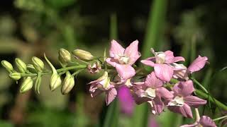 How to grow Larkspur also known as Dephinium Consolida [upl. by Sevein]