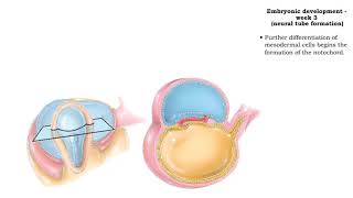 Embryonic development  Week 3 [upl. by Intruok]