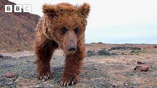 Rare sighting of the worlds loneliest bear  Asia  BBC [upl. by Attelrahs]