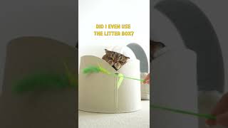 LuLu the Crazy Cat Is Living Proof That Cat ADHD Exists [upl. by Ecinna]