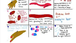 plasmodium life cycle [upl. by Lechar629]