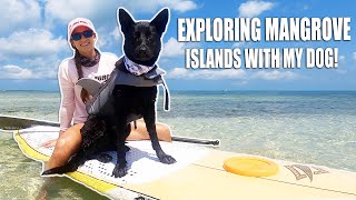 Teaching my DOG HOW TO PADDLE BOARD  Exploring Florida Keys Island [upl. by Oly802]