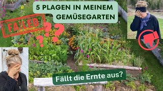 Sowas habe ich noch nie erlebt 5 Plagen in unserem Gemüsegarten  Fällt die Ernte aus [upl. by Abla]