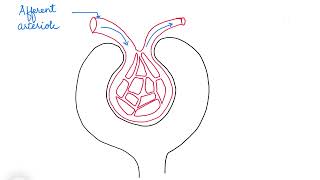 HOW TO DRAW A MALPIGHIAN CORPUSCLE [upl. by Minnie87]