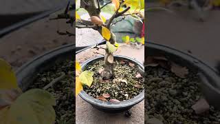 루비 산사나무🍀4700🍀👍🏻⭐️ 분재 bonsai 盆栽 지광원 백석문화대학교 이광수 대한민국나무No1 worldtourbonsai🌳⛳️🌏 [upl. by Roderich126]