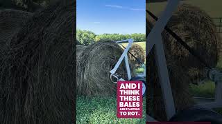 Unrolling hay for Sheep and Cattle in the Ohio Summer farming regenerativefarming [upl. by Relyuhcs]