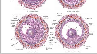 Follicular development or Follicular Phase of the Ovarian Cycle in Hindi [upl. by Cacia]