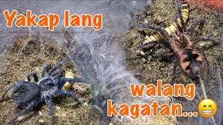 Bigla nawala angas nila 😅 tarantula feeding [upl. by Erminia]