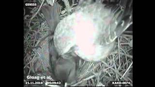 A shiny cowbird making a presunrise laying visit to a chalkbrowed mockingbird nest [upl. by Sidwel514]