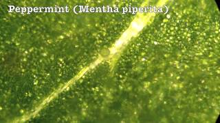 Microscopic Worlds  Peppermint Mentha piperita at 40X and 100X [upl. by Anonyw]