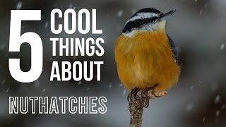 5 COOL Things About Nuthatches [upl. by Dleifyar988]