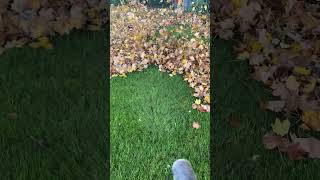 GET OFF MY LAWN lawncare grass leaves [upl. by Kelwunn]