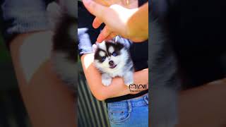 mini pomsky Alex 😍😍😉😉 [upl. by Emogene]