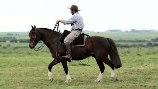 Lote 19 GALPON VIEJO DE LOS CARDOS [upl. by Brunk145]