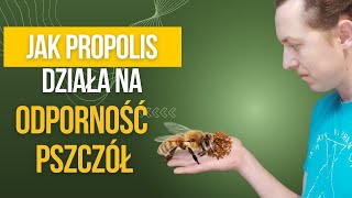 Jak propolis wpływa na odporność pszczół [upl. by Aina]