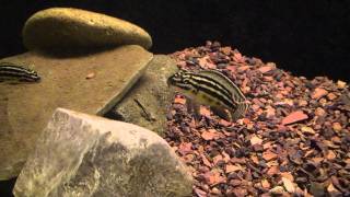 Julidochromis Regani Rare African Cichlids Cichlid Kingdom Juli 500 [upl. by Llebpmac]