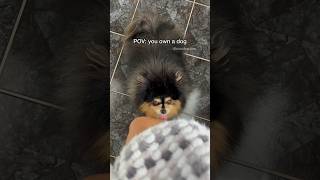 POV you own a dog 😆 pomeranian dog [upl. by Nodarse848]