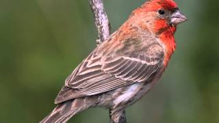 Red House Finch Song  bird Singing [upl. by Ztirf]