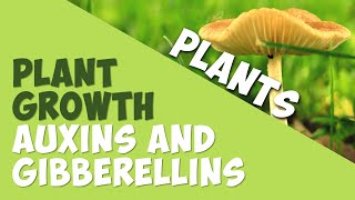 Plant Growth Auxins and Gibberellins  Plants  Biology  AddyESchool [upl. by Sansen]