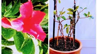 Repotting Dipladenia Tips for Thriving After Winter [upl. by Buckley]