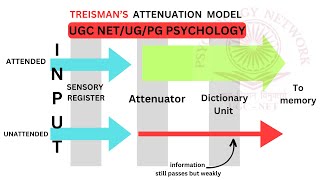 TRIESMANS ATTENUATION MODEL  EARLY SELECTION MODEL  UGC NET PG PSYCHOLOGY [upl. by Claresta]