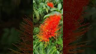 Combretum rotundifolium plants nature naturephotography garden naturesense beautiful [upl. by Anrapa]